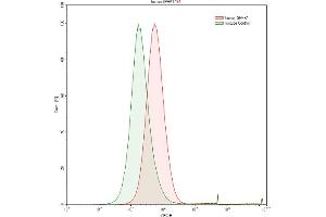 Detection of SPHK1 in Raji human Burkitt's lymphoma cell line using Polyclonal Antibody to Sphingosine Kinase 1 (SPHK1) (SPHK1 antibody  (AA 148-398))