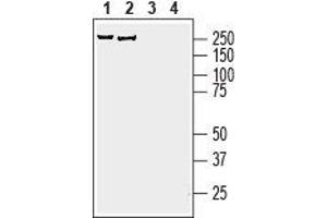 Western Blotting (WB) image for anti-A Kinase (PRKA) Anchor Protein 12 (AKAP12) (AA 1639-1652), (Intracellular) antibody (ABIN7042878)