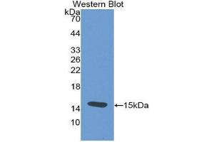 Western Blotting (WB) image for anti-Thyroid Stimulating Hormone, beta (TSHB) (AA 21-138) antibody (ABIN2117736) (TSHB antibody  (AA 21-138))