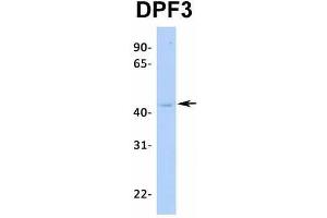 Host:  Rabbit  Target Name:  DPF3  Sample Type:  MCF7  Antibody Dilution:  1. (DPF3 antibody  (Middle Region))
