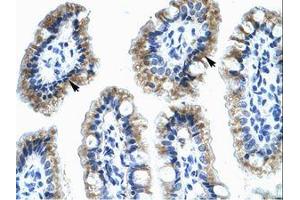 Image no. 1 for anti-Annexin A4 (ANXA4) (AA 31-80) antibody (ABIN202237) (Annexin IV antibody  (AA 31-80))