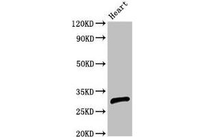 Western Blot Positive WB detected in: Rat heart tissue All lanes: CEBPE antibody at 2. (CEBPE antibody  (AA 1-200))