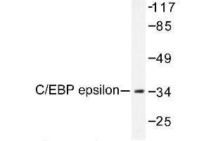 Image no. 1 for anti-CCAAT/enhancer Binding Protein (C/EBP), epsilon (CEBPE) antibody (ABIN272001)