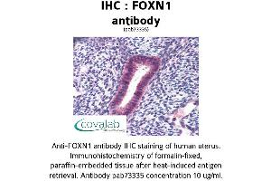 Image no. 1 for anti-Forkhead Box N1 (FOXN1) (AA 585-648) antibody (ABIN1734420) (FOXN1 antibody  (AA 585-648))