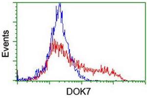 HEK293T cells transfected with either RC219267 overexpress plasmid (Red) or empty vector control plasmid (Blue) were immunostained by anti-DOK7 antibody (ABIN2455832), and then analyzed by flow cytometry. (DOK7 antibody)