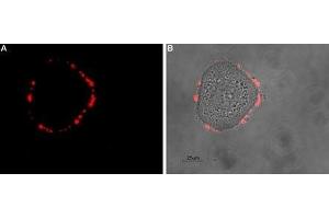 Expression of SSTR5 in human HT-29 cells - Cell surface detection of SSTR5 in intact living human colorectal adenocarcinoma (HT-29) cells. (SSTR5 antibody  (Extracellular, N-Term))