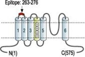 Representative domain view of the target of ABIN7043519.