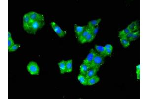 Immunofluorescent analysis of HepG2 cells using ABIN7142546 at dilution of 1:100 and Alexa Fluor 488-congugated AffiniPure Goat Anti-Rabbit IgG(H+L) (RPS29 antibody  (AA 2-56))