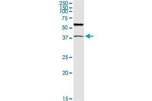 TRIM63 MaxPab rabbit polyclonal antibody. (TRIM63 antibody  (AA 1-353))