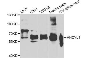Western blot analysis of extracts of various cell lines, using AHCYL1 antibody (ABIN5975313) at 1/1000 dilution. (AHCYL1 antibody)