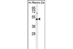 PRMT1 Antibody (C-term ) (ABIN387834 and ABIN2843924) western blot analysis in mouse Neuro-2a cell line lysates (35 μg/lane). (PRMT1 antibody  (C-Term))
