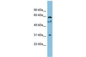 Image no. 1 for anti-Chromosome 20 Open Reading Frame 132 (C20orf132) (AA 323-372) antibody (ABIN6745041) (C20orf132 antibody  (AA 323-372))
