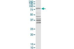 DARS2 MaxPab rabbit polyclonal antibody. (DARS2 antibody  (AA 1-645))