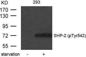 Western blot analysis of extracts from 293 cells untreated or treated with starvation using SHP-2(Phospho-Tyr542) Antibody.