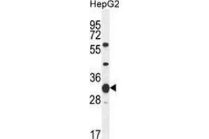 Western blot analysis in HepG2 cell line lysates (35ug/lane) using SOHLH1 / TEB2  Antibody (N-term).