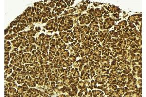 ABIN6279525 at 1/100 staining Mouse pancreas tissue by IHC-P. (MED15 antibody  (C-Term))