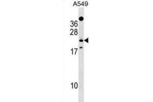 Western Blotting (WB) image for anti-EF-Hand Domain Family, Member D1 (EFHD1) antibody (ABIN2999838) (EFHD1 antibody)