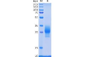 Human 4-1BB Protein, His Tag on SDS-PAGE under reducing condition.