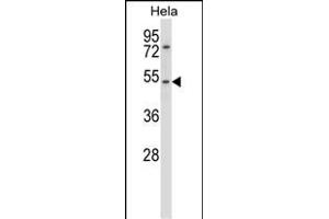 CHRNA7 Antibody (N-term) (ABIN657819 and ABIN2846786) western blot analysis in Hela cell line lysates (35 μg/lane).