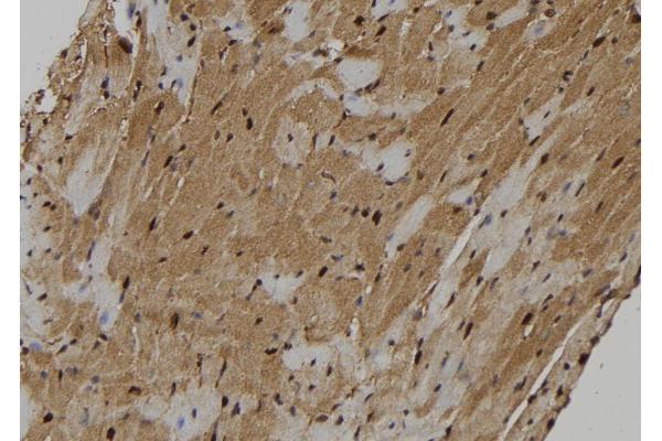 KIF18A antibody  (Internal Region)