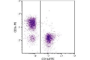 BALB/c mouse splenocytes were stained with Mouse Anti-Mouse CD19-FITC. (CD19 antibody  (FITC))