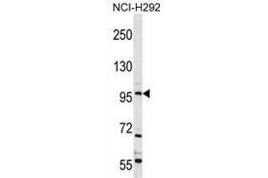 TRPC4 Antibody (C-term) western blot analysis in NCI-H292 cell line lysates (35 µg/lane). (TRPC4 antibody  (C-Term))