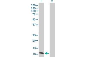 Western Blot analysis of NDUFS6 expression in transfected 293T cell line by NDUFS6 MaxPab polyclonal antibody.