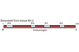 Image no. 1 for anti-B-Cell CLL/lymphoma 2 (BCL2) antibody (ABIN967441) (Bcl-2 antibody)