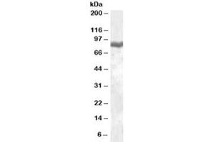 Western blot testing of peripheral blood mononucleocyte lysate with LTF antibody at 0. (Lactoferrin antibody)