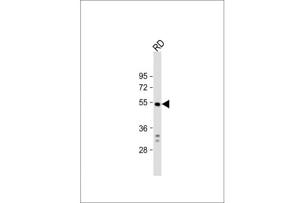 DUSP10 antibody  (N-Term)