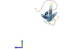 AlphaFold protein structure predicition of Human Recombinant CLDN18 Protein, UniprotID P56856 (Claudin 18 Protein (CLDN18) (AA 1-261) (His tag))