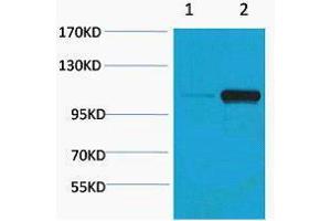 Western Blotting (WB) image for anti-Pepsinogen C (PGC) (pSer15) antibody (ABIN3178873) (PGC antibody  (pSer15))