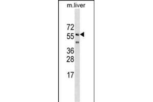 SHOC2 Antibody (N-term) (ABIN1539467 and ABIN2849244) western blot analysis in mouse liver tissue lysates (35 μg/lane). (SHoc2/Sur8 antibody  (N-Term))
