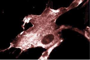 Immunofluorescence staining of WI-38 cells (Human lung fibroblasts, ATCC CCL-75).