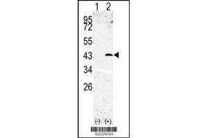 Western blot analysis of SPPL3 using rabbit polyclonal SPPL3 Antibody using 293 cell lysates (2 ug/lane) either nontransfected (Lane 1) or transiently transfected with the SPPL3 gene (Lane 2). (SPPL3 antibody  (N-Term))