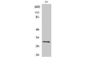 Western Blotting (WB) image for anti-BCL2-Like 1 (BCL2L1) (Ser174) antibody (ABIN3174017) (BCL2L1 antibody  (Ser174))