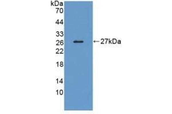 LRP1B antibody  (AA 31-194)