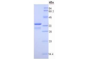 SDS-PAGE analysis of Pig Insulin Like Growth Factor 1 (IGF1) Protein.