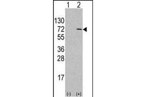 Western blot analysis of anti-hG4D- Pab 1811b in 293 cell line lysates transiently transfected with the G4D gene (2 μg/lane).