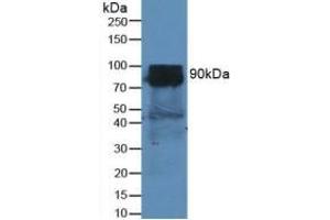 Rabbit Capture antibody from the kit in WB with Positive Control: Sample Mouse Heart Tissue. (DPP4 ELISA Kit)