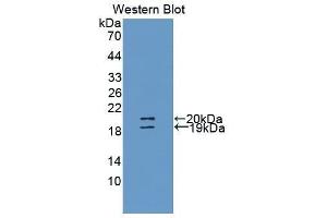 Western Blotting (WB) image for anti-Uromodulin (UMOD) (AA 30-150) antibody (ABIN1860905)
