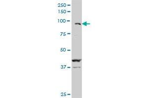 ZFHX1B monoclonal antibody (M02), clone 2H5. (ZEB2 antibody  (AA 1115-1214))
