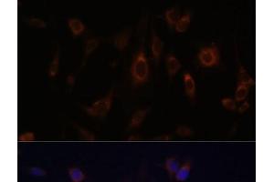 Immunofluorescence analysis of C6 cells using GLRX Polyclonal Antibody at dilution of 1:100. (Glutaredoxin 1 antibody)