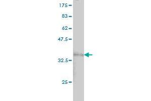 Western Blot detection against Immunogen (29. (Laminin gamma 1 antibody  (AA 1-38))