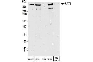 Western Blotting (WB) image for anti-FAT Tumor Suppressor Homolog 1 (FAT1) (AA 4450-4500) antibody (ABIN7450240) (FAT1 antibody  (AA 4450-4500))