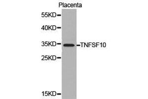 Western Blotting (WB) image for anti-Tumor Necrosis Factor (Ligand) Superfamily, Member 10 (TNFSF10) antibody (ABIN1875140) (TRAIL antibody)