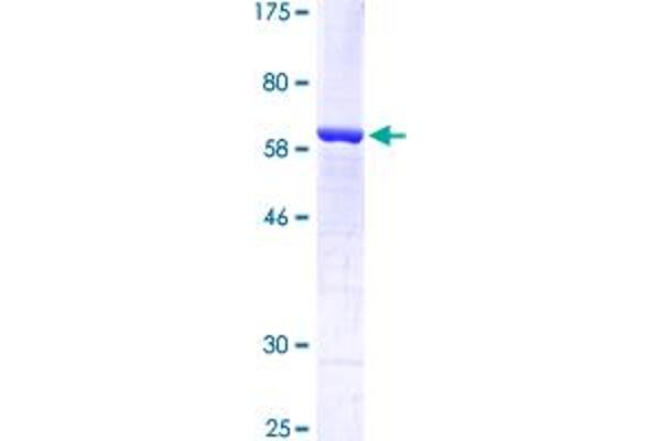 EPAS1 Protein (AA 28-347) (GST tag)