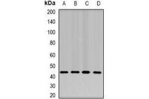 Western blot analysis of NELF-E expression in SW620 (A), Hela (B), mouse liver (C), mouse testis (D) whole cell lysates. (RDBP antibody)