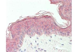 Anti-PHD3 / EGLN3 antibody IHC staining of human skin. (EGLN3 antibody  (AA 50-100))
