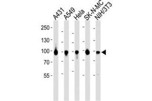 Western blot analysis of lysate from A431, A549, HeLa, SK-N-MC, mouse NIH3T3 cell line using HSP90 antibody diluted at 1:1000 for each lane. (HSP90 antibody  (AA 299-331))